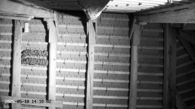 Live Webcam Großes Mausohr Rodenbach