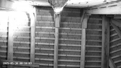 Live Webcam Großes Mausohr Rodenbach