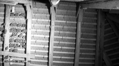 Live Webcam Großes Mausohr Rodenbach