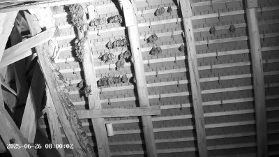 Live Webcam Großes Mausohr Rodenbach