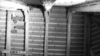 Live Webcam Großes Mausohr Rodenbach