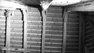 Live Webcam Großes Mausohr Rodenbach