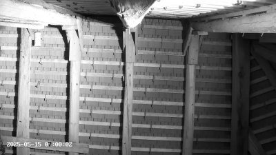 Live Webcam Großes Mausohr Rodenbach