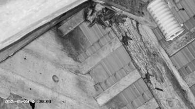Live Webcam Großes Mausohr Rodenbach #2