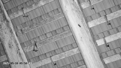 Live Webcam Großes Mausohr Rodenbach #2