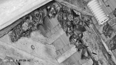Live Webcam Großes Mausohr Rodenbach #2