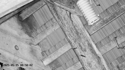 Live Webcam Großes Mausohr Rodenbach #2
