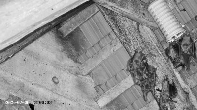 Live Webcam Großes Mausohr Rodenbach #2