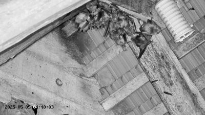 Live Webcam Großes Mausohr Rodenbach #2