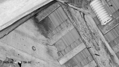 Live Webcam Großes Mausohr Rodenbach #2