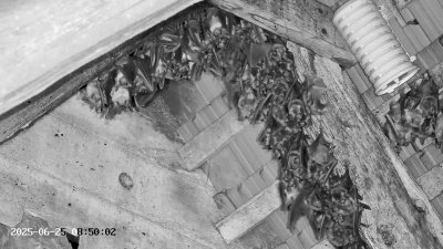 Live Webcam Großes Mausohr Rodenbach #2