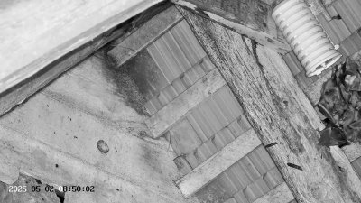 Live Webcam Großes Mausohr Rodenbach #2