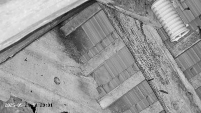 Live Webcam Großes Mausohr Rodenbach #2