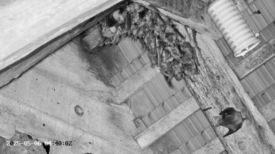 Live Webcam Großes Mausohr Rodenbach #2