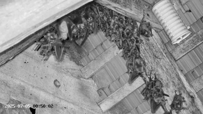 Live Webcam Großes Mausohr Rodenbach #2