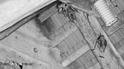 Live Webcam Großes Mausohr Rodenbach #2