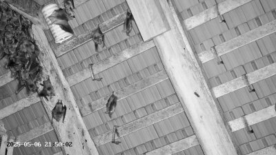 Live Webcam Großes Mausohr Rodenbach #2