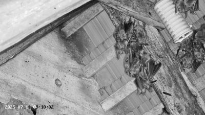 Live Webcam Großes Mausohr Rodenbach #2
