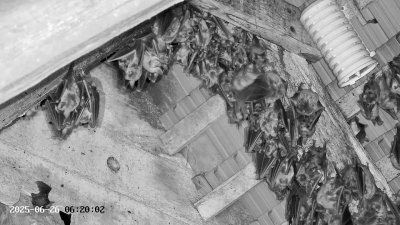 Live Webcam Großes Mausohr Rodenbach #2