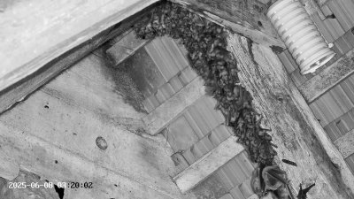 Live Webcam Großes Mausohr Rodenbach #2