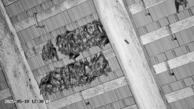 Live Webcam Großes Mausohr Rodenbach #2
