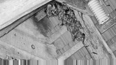 Live Webcam Großes Mausohr Rodenbach #2