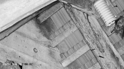 Live Webcam Großes Mausohr Rodenbach #2