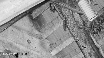 Live Webcam Großes Mausohr Rodenbach #2