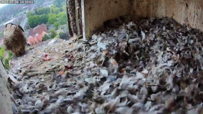 Live Webcam Turmfalken Schüttorf