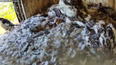 Live Webcam Turmfalken Schüttorf