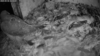 Live Webcam Turmfalken Schüttorf
