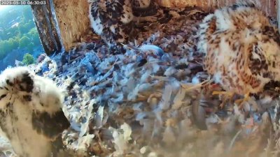 Live Webcam Turmfalken Schüttorf