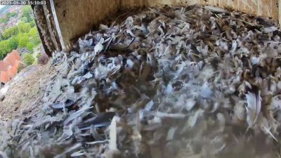 Live Webcam Turmfalken Schüttorf