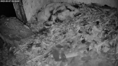 Live Webcam Turmfalken Schüttorf