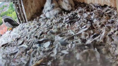 Live Webcam Turmfalken Schüttorf