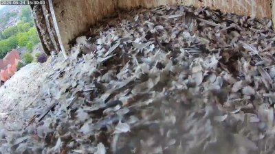 Live Webcam Turmfalken Schüttorf