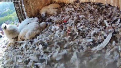 Live Webcam Turmfalken Schüttorf
