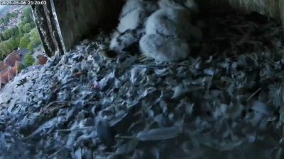 Live Webcam Turmfalken Schüttorf