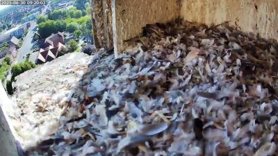 Live Webcam Turmfalken Schüttorf