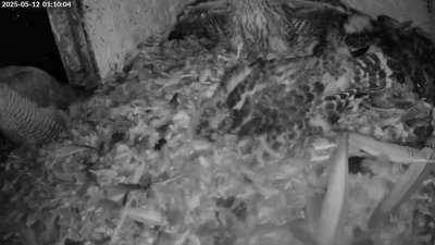 Live Webcam Turmfalken Schüttorf