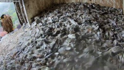 Live Webcam Turmfalken Schüttorf
