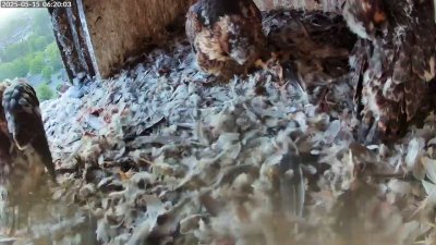 Live Webcam Turmfalken Schüttorf