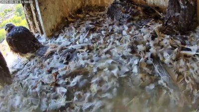 Live Webcam Turmfalken Schüttorf