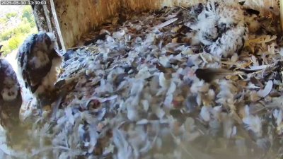 Live Webcam Turmfalken Schüttorf