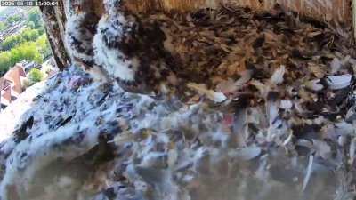 Live Webcam Turmfalken Schüttorf