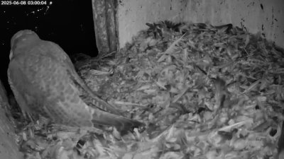 Live Webcam Turmfalken Schüttorf