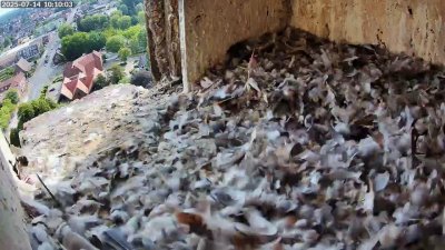 Live Webcam Turmfalken Schüttorf