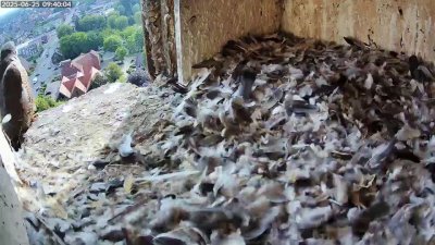 Live Webcam Turmfalken Schüttorf
