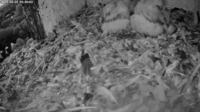 Live Webcam Turmfalken Schüttorf