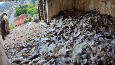 Live Webcam Turmfalken Schüttorf